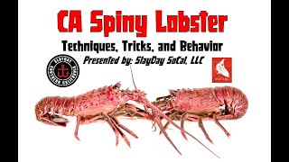 CA Spiny Lobster Hoopnetting Basics and Advanced Techniques - “How to” & Instructions (2021) SLAYDAY