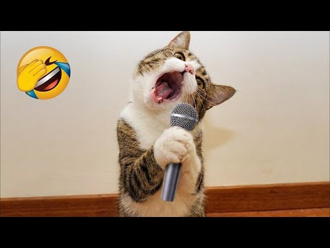 You Laugh You Lose 😂 Funniest Cats and Dogs 2026 😅 Part 5