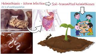Helminthiasis - 3 Most Common Parasitic Worms:  Ascaris; Whipworm; Hookworm