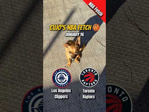 Cujo’s NBA Fetch | Los Angeles Clippers vs Toronto Raptors 🐕 01-16-2026 NBA Basketball #CujoCatches