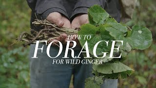 Foraging for Wild Ginger with Chef Shawn Adler