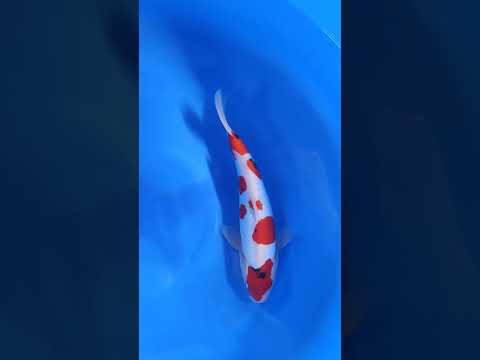 Koï d'or Bassin Doitsu Showa 2456