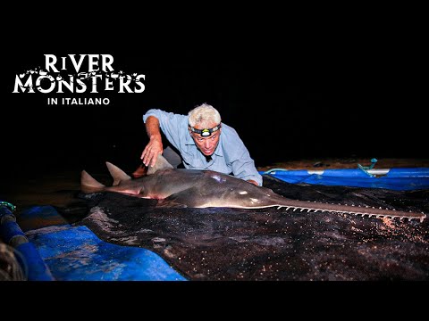 The Killer Sawfish That Can Slice a Human in Half - River Monsters ITA