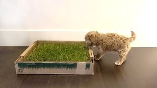 We Taught Our 2 Month Old Puppy To Pee On Indoor Grass