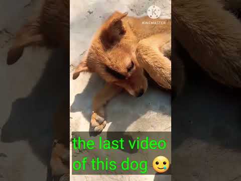 #youtube #dog #2023 #dogs #hack #hack the last video of this dog because he was death🥲😭