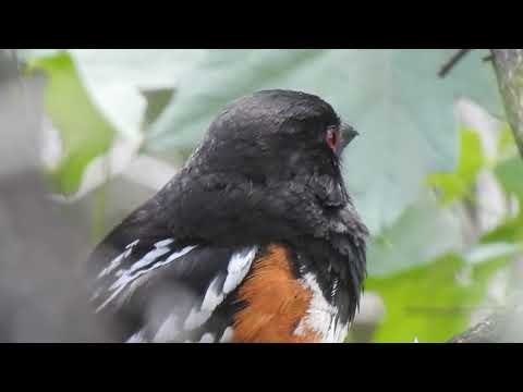 Strnádlik škvrnitý (Pipilo maculatus) — spev a hlas v prírode
