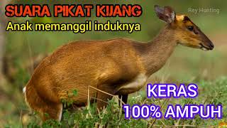 Download lagu SUARA ANAK KIJANG.βΌοΈβΌοΈ mp3 Download lagu SUARA ANAK KIJANG.βΌοΈβΌοΈ mp3