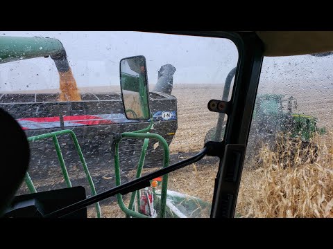 Snowy Corn Harvest Problems