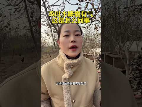 #鸡吐水嗉囊有气怎么办 #鸡嗉囊炎 #鸡吐水 #鸡嗉囊胀气 #https #鸡 #搞笑 #鸡 #搞笑 #鸡蛋