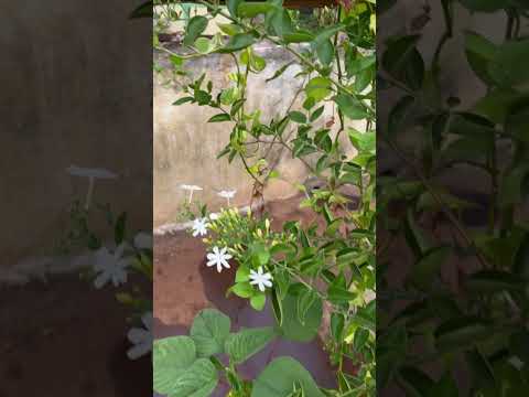 Jaji puvvulu jasmine at my terrace garden