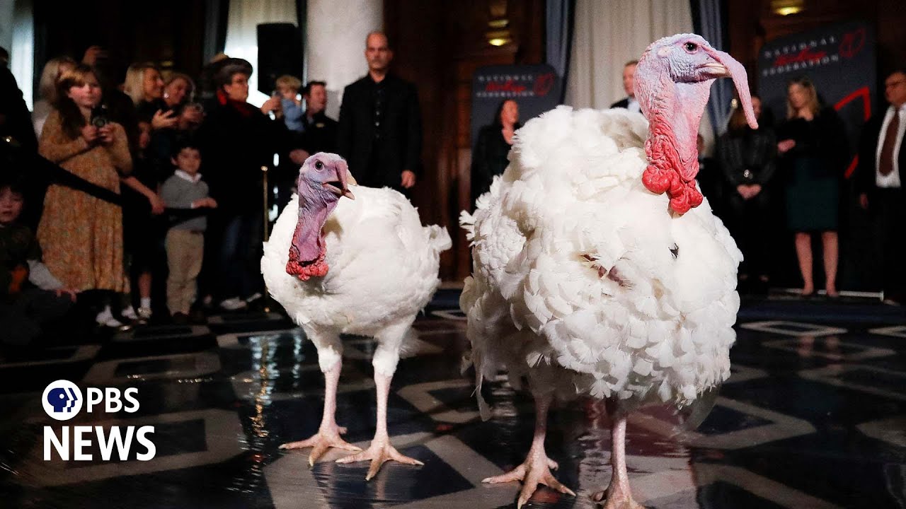 Meet Peach and Blossom, Biden's pardoned turkeys