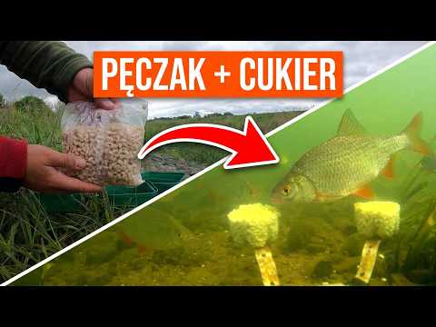 Czy rybom przypadła do gustu kasza pęczak z kolendrą i cukrem?
