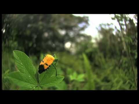 ジンメンカメムシの飛翔 