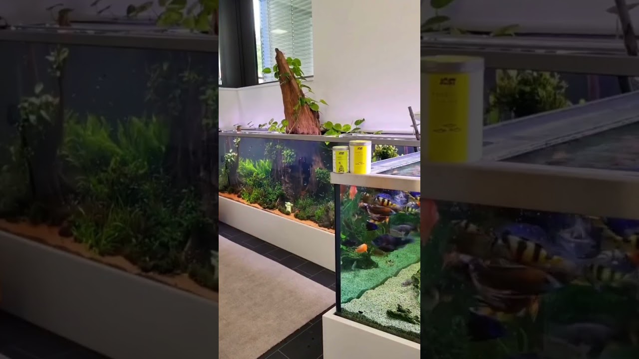 5000 liter planted tank #aquarium #aquascaping #plantedtank #fishtank #aquariums #shorts