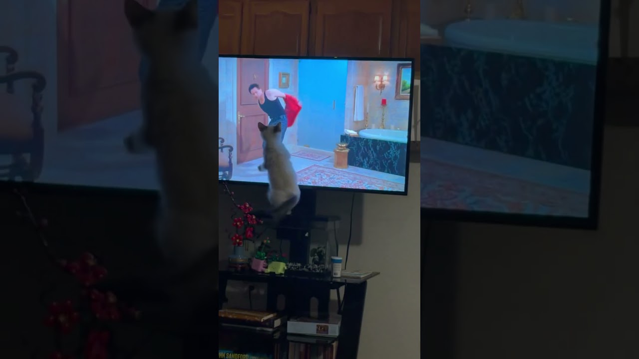 Enlarge Blizzard, a Adoptable mixed breed in Gainesville, VA video 3/6