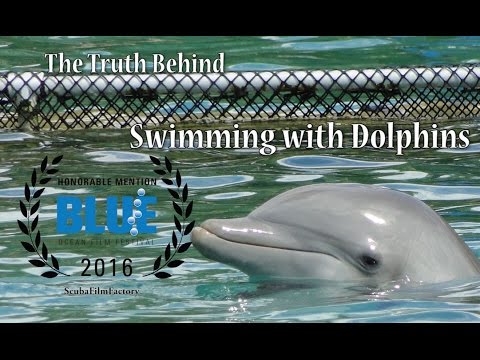 Правда о «Плавании с Дельфинами»