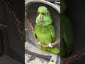 Bad Boys Bird || ViralHog