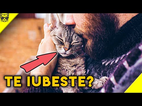 Cum să ai grijă de un pisoi sau o pisică