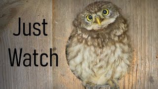 Baby owl(Athene noctua) gives perfomans for its fans #Shorts