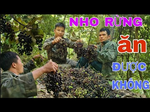 Ngủ Rừng • Tập 4 // THU HOẠCH TRÁI CÂY RỪNG  - QUẢ NHO RỪNG