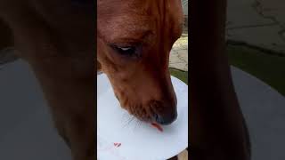 Masový dortík cca 150g