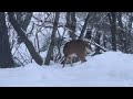 Deer In The Snow