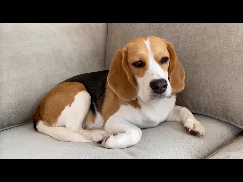 Cute beagle inspects his new sofa