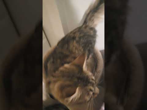 #animalsfunny#cat#cute