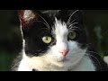 Cute Kitten Watching The Birds In My Garden Little Pink Nose