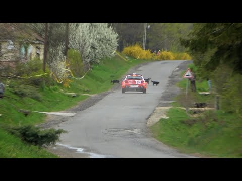 MADS Østberg KUTYAszorítóban! -  ØSTBERG saves the DOGS  - Boldogkő Rally 2022