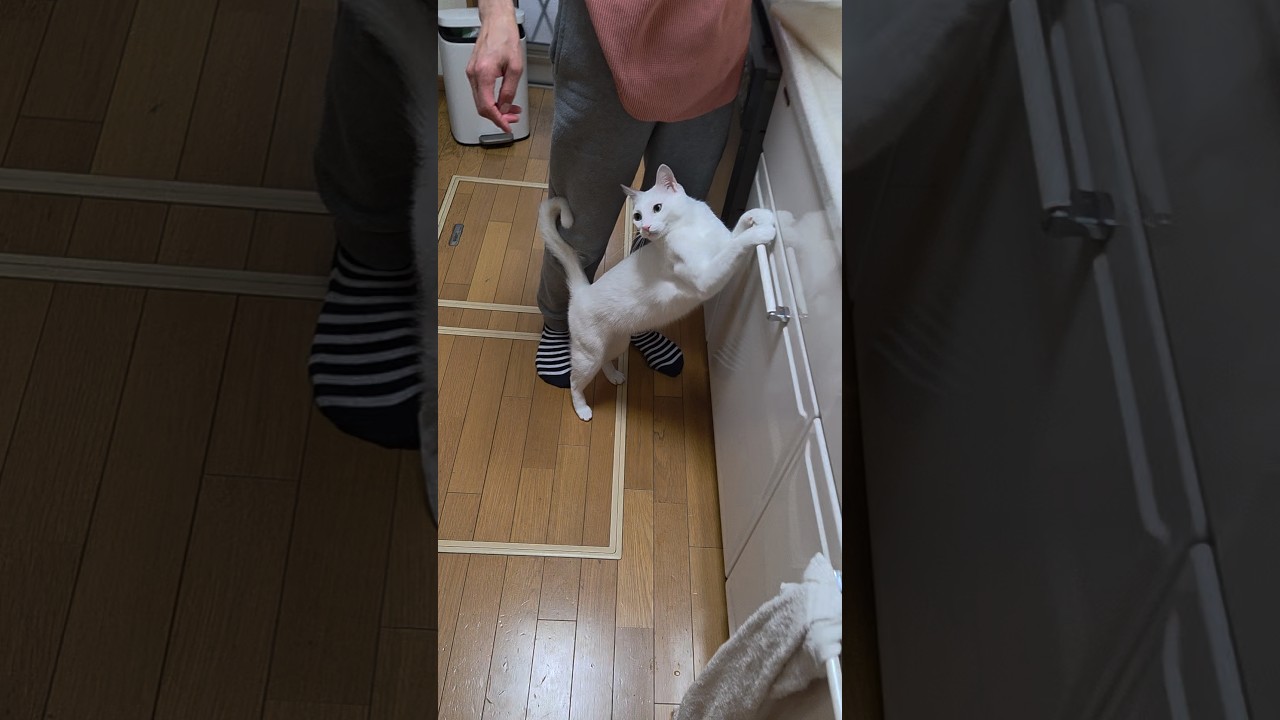 今のシロ。　 #猫 #保護猫 #おもしろい猫