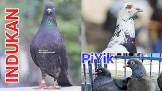 Download lagu MERPATI KENTONG INDUKAN DAN PIYIK-PIYIKNYA mp3