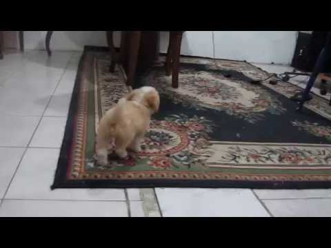 mi pequeña perrita chiky