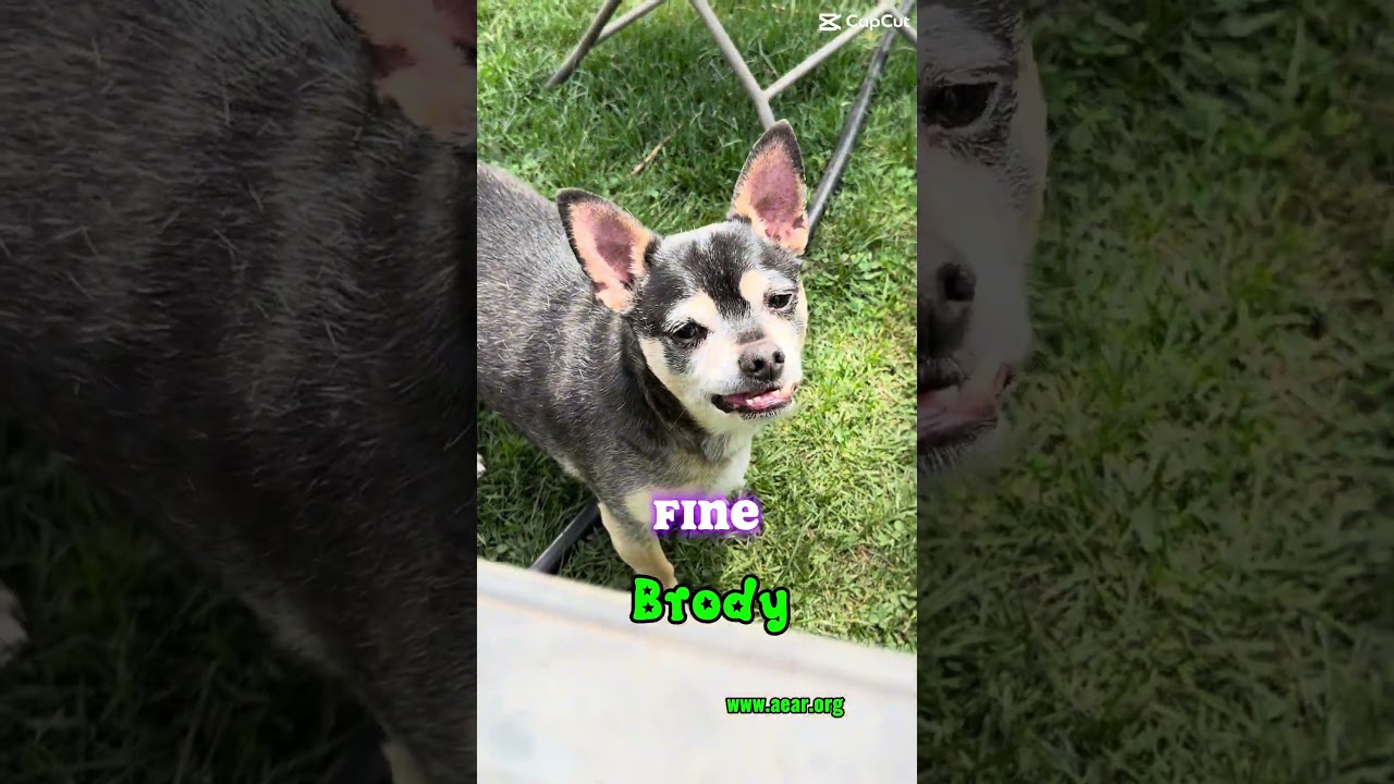 Enlarge Brody, a Adoptable mixed breed in Libertyville, IL video 6/6