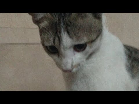 cats video live)