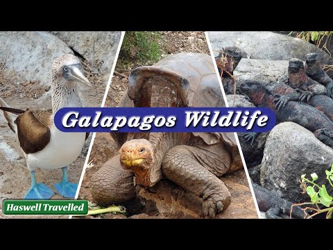 Wildlife of the Galapagos Islands - Unveiling Ecuador's Natural Treasures