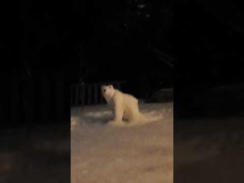 Polar Bear 2026 is back  #polarbear #sonicsignal #shorts #scaryshorts
