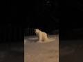 Polar Bear 2026 is back  #polarbear #sonicsignal #shorts #scaryshorts
