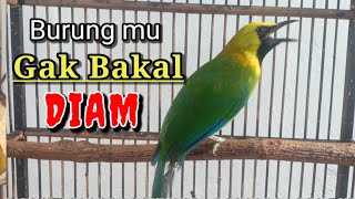 Download lagu CUCAK RANTING GACOR SUARA JERNIH UNTUK PANCINGAN YANG SUSAH BUNYI mp3