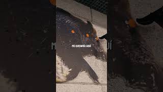 ¿Cuál es tu truco para apuntar a los jabalíes?🐗