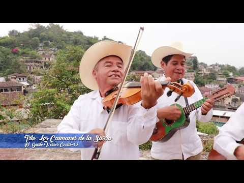 ZOZOCOLCO Los Caimanes de La Sierra Tema El Gusto, verso Covid 19