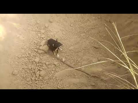 Bejan dog## .ko bachaya