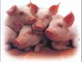 Carl Peterson ---The Sow