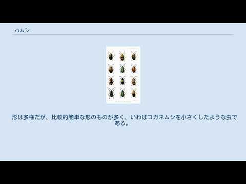 ハムシ科 - 定義