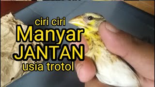 Download lagu Ciri-ciri burung manyar jantan usia trotol atau paud mp3