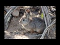 A Z Animals Request By Stelios Papas Part 3