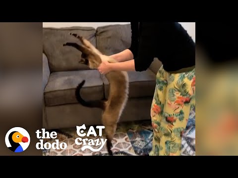 Siamese Cat Has His Own Special Way Of Doing Yoga  | The Dodo Cat Crazy