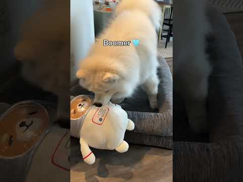 Differences between a male and female Samoyed dog 😅 #fluffy #dogs