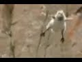 Pull Up Terrain Stalling Bird