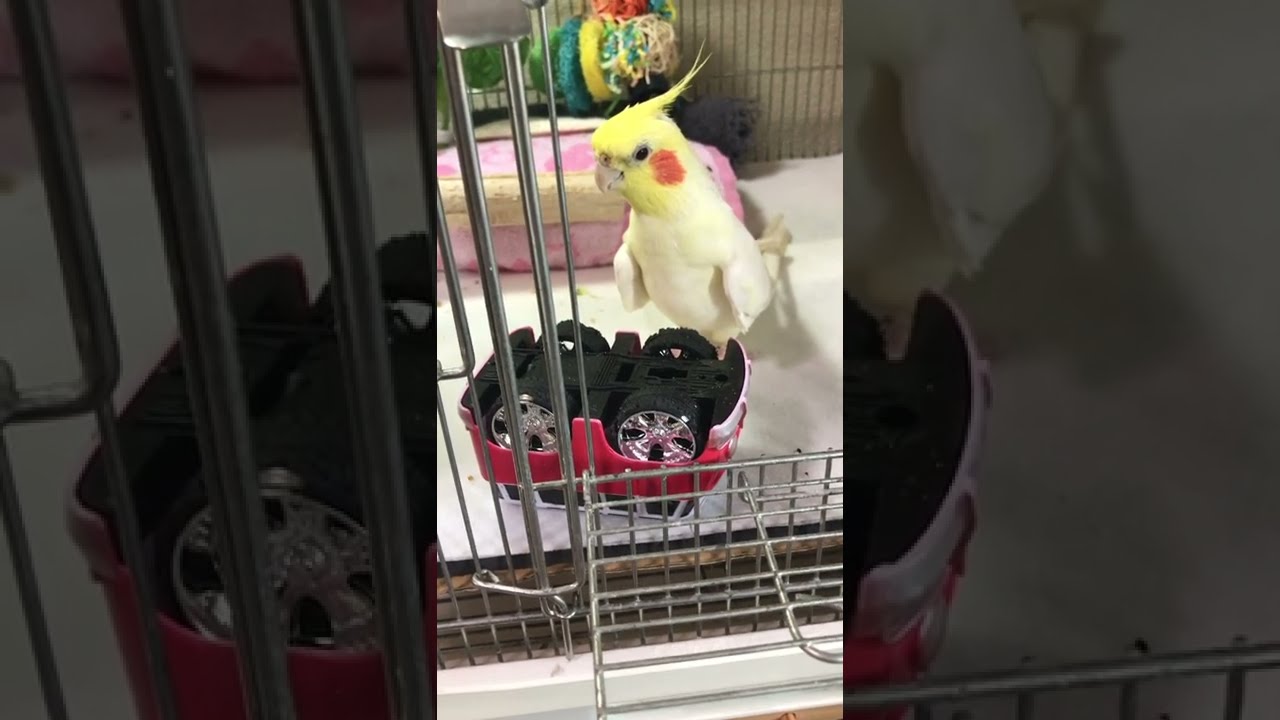 21 year old blind cockatiel Kame-Chan likes Wagen Bus. 21歳オカメ ダイソーのワーゲンバスが超お気に入り